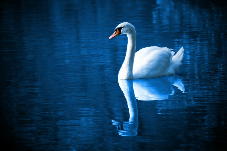 Swan on large country lake