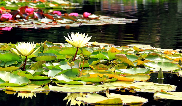 Water lilies in a pond